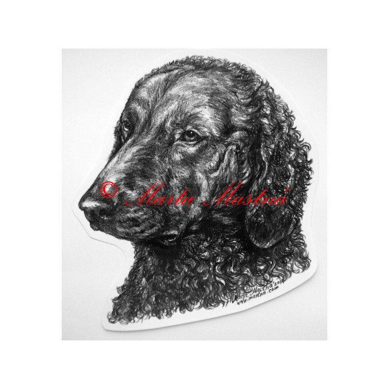 Curly coated retrívr