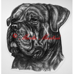 Cane corso