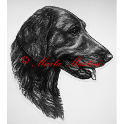 Flat coated retrívr