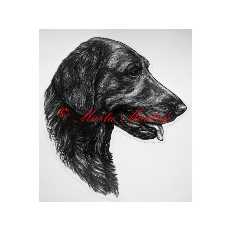 Flat coated retrívr