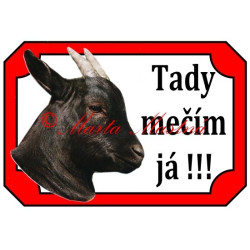 Tabulka koza kamerunská, kůzle