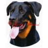 Samolepka beauceron