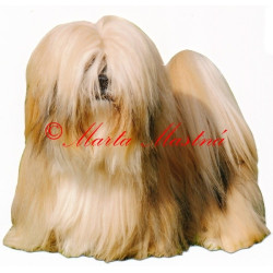 Samolepka lhasa apso