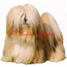 Samolepka lhasa apso