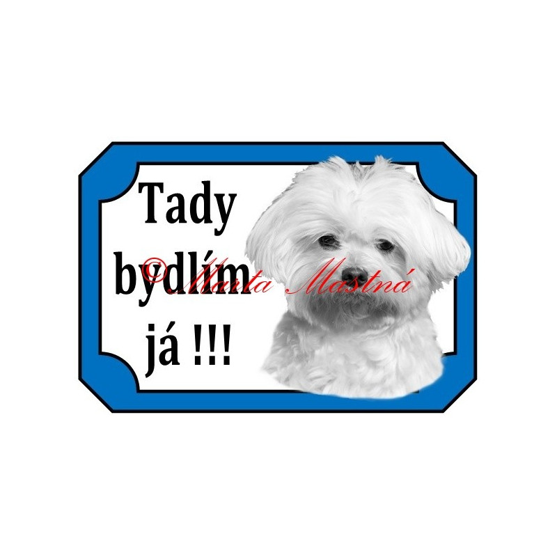 Tabulka maltézský psík stříhaný