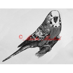 Papoušek vlnkovaný - andulka