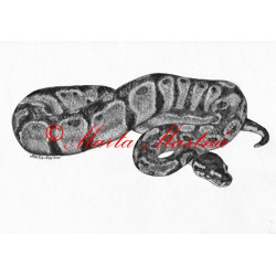 Autorský tisk krajta královská, had