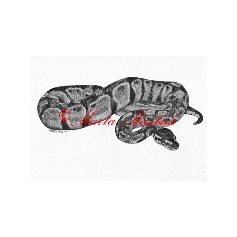 Autorský tisk krajta královská, had