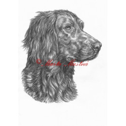 Autorský tisk německý ohař dlouhosrstý