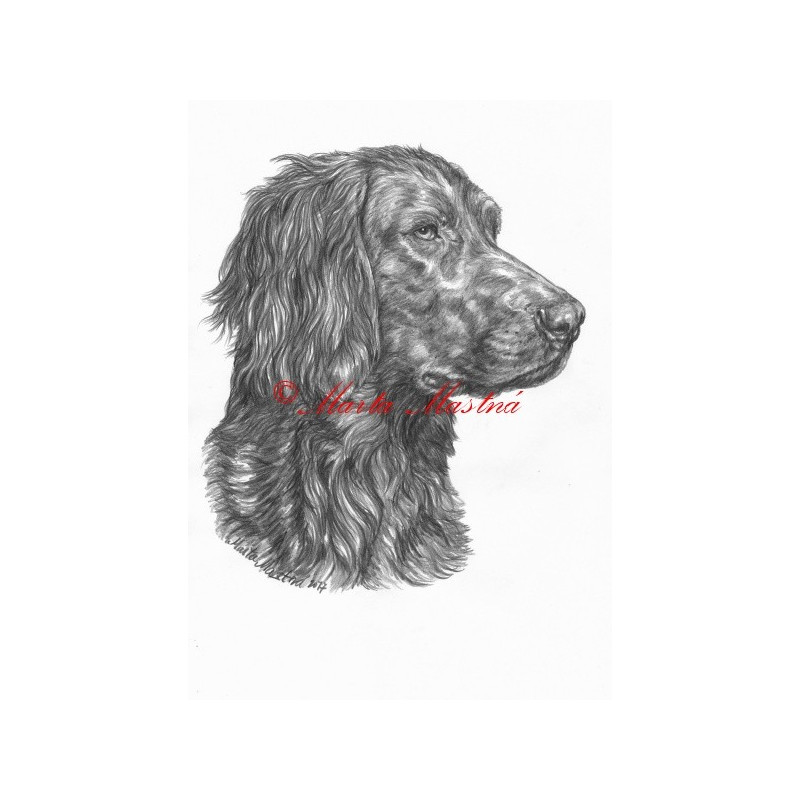 Autorský tisk německý ohař dlouhosrstý