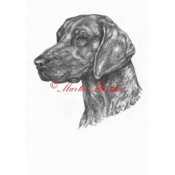 Autorský tisk německý ohař krátkosrstý