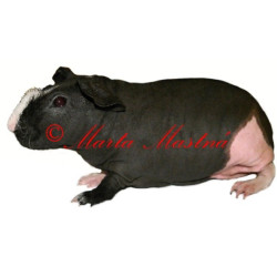 Samolepka morče skinny