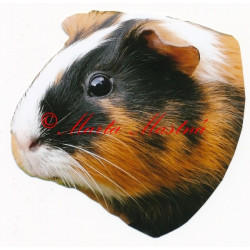 Samolepka morče krátkosrsté