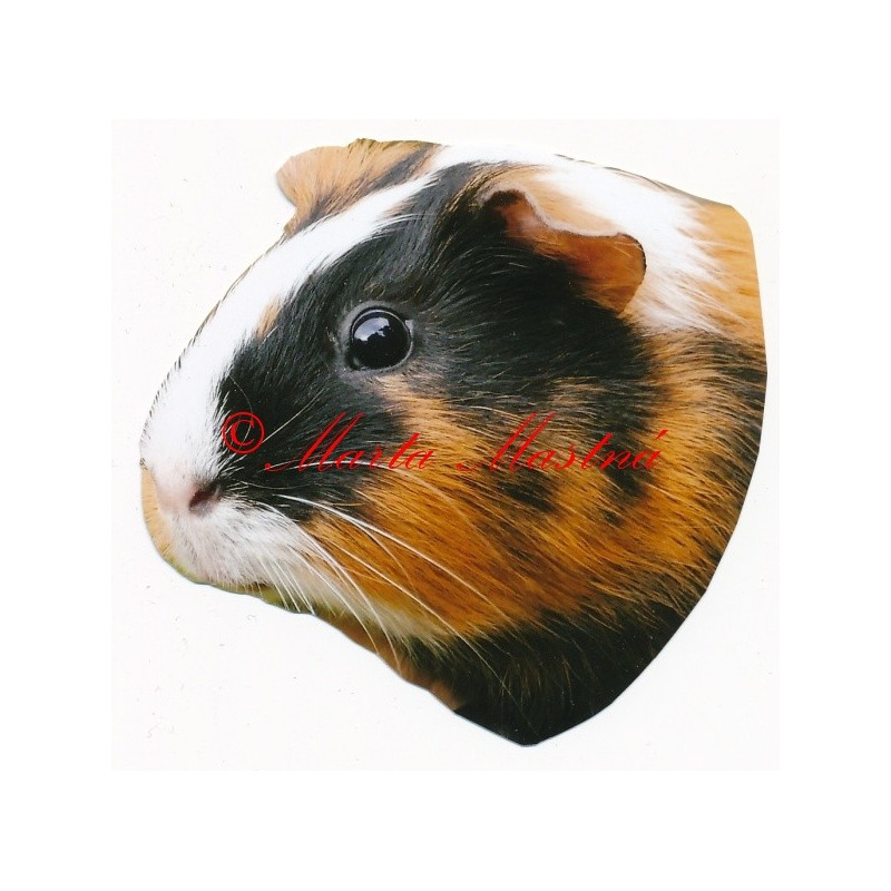 Samolepka morče krátkosrsté