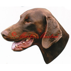 Samolepka dobrman hnědý