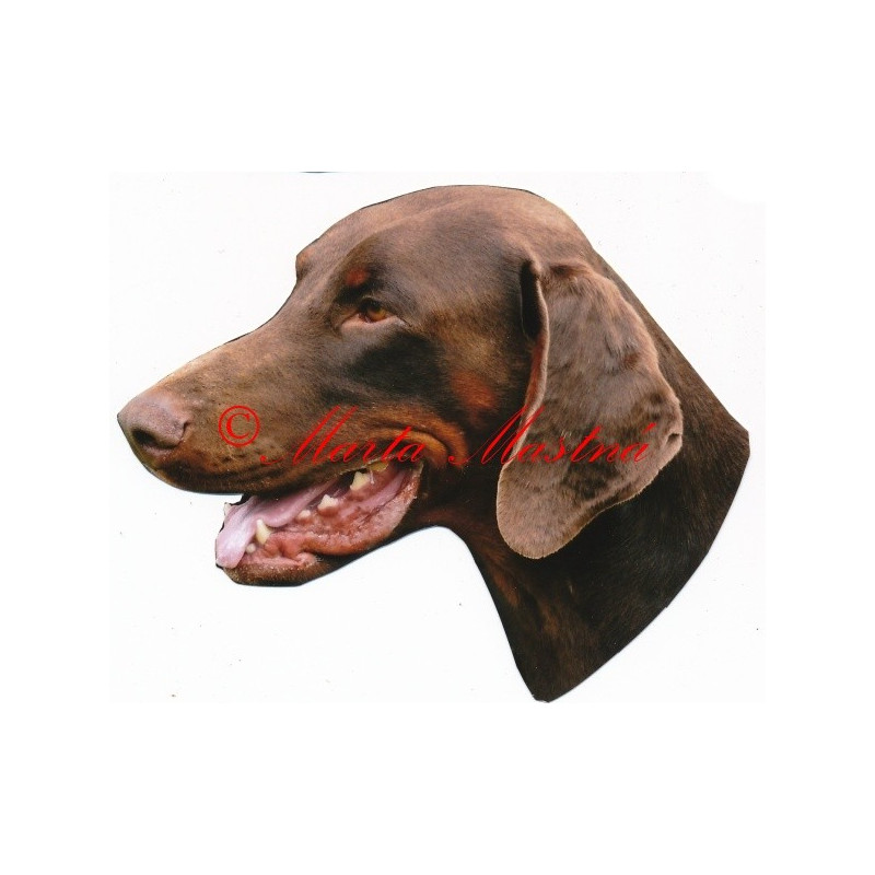 Samolepka dobrman hnědý