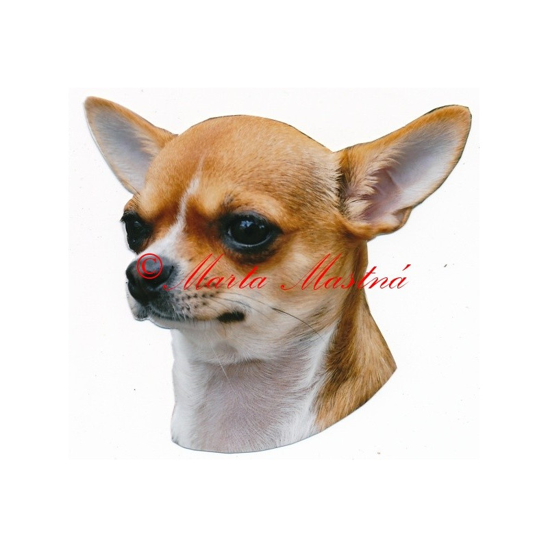 Samolepka čivava krátkosrstá