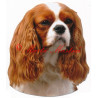 Samolepka kavalír king Charles španěl