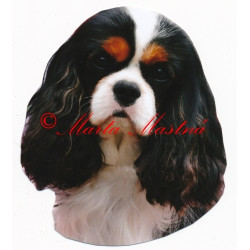 Samolepka kavalír king Charles španěl