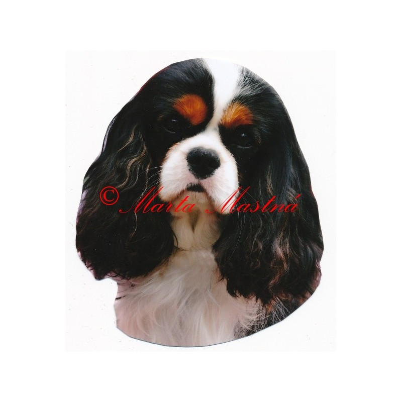 Samolepka kavalír king Charles španěl