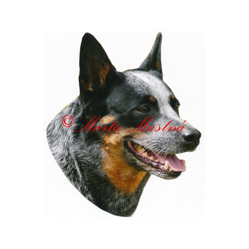 Samolepka australský honácký pes