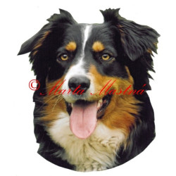 Samolepka australský ovčák archiv