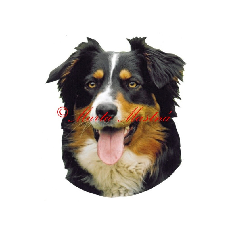 Samolepka australský ovčák archiv