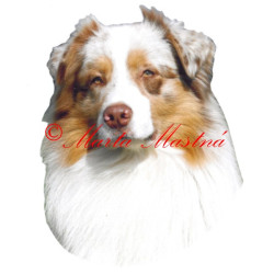 Samolepka australský ovčák archiv