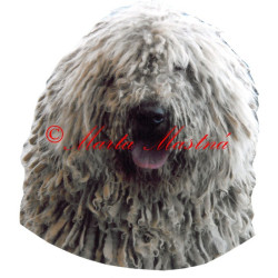 Samolepka komondor archiv