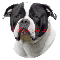 Samolepka americký buldok archiv