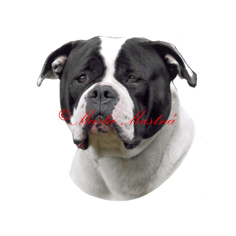 Samolepka americký buldok archiv