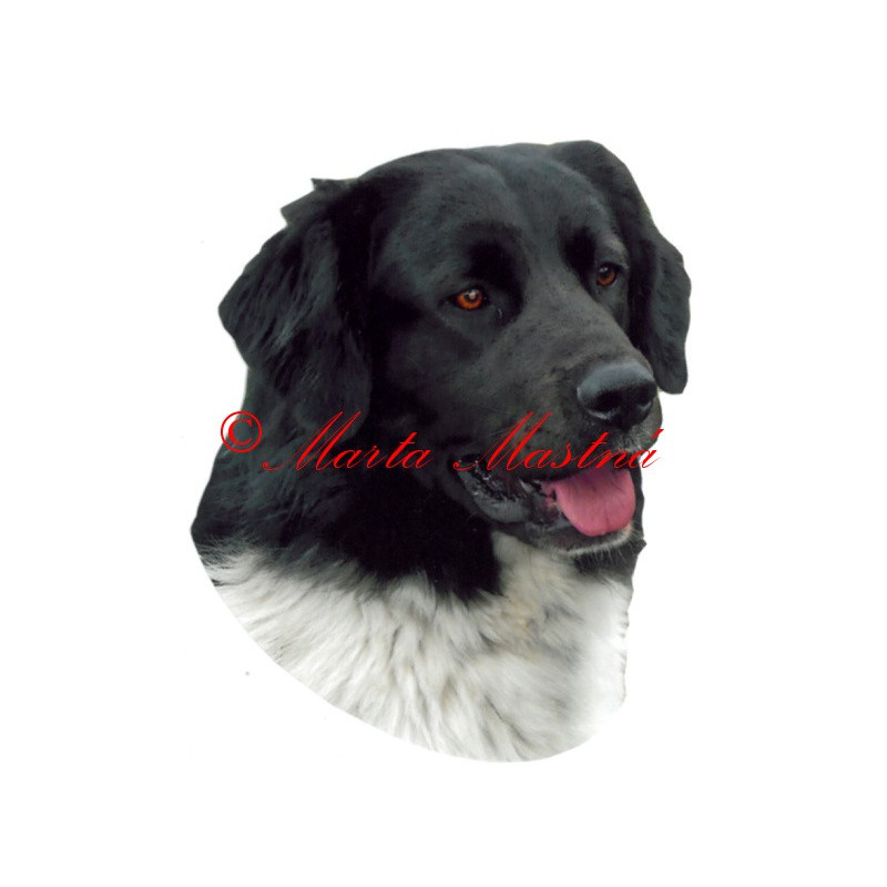 Samolepka český horský pes archiv