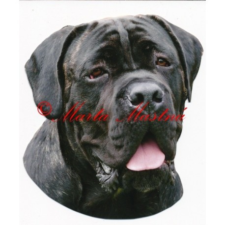 Samolepka cane corso