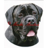 Samolepka cane corso