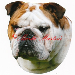Samolepka buldok anglický
