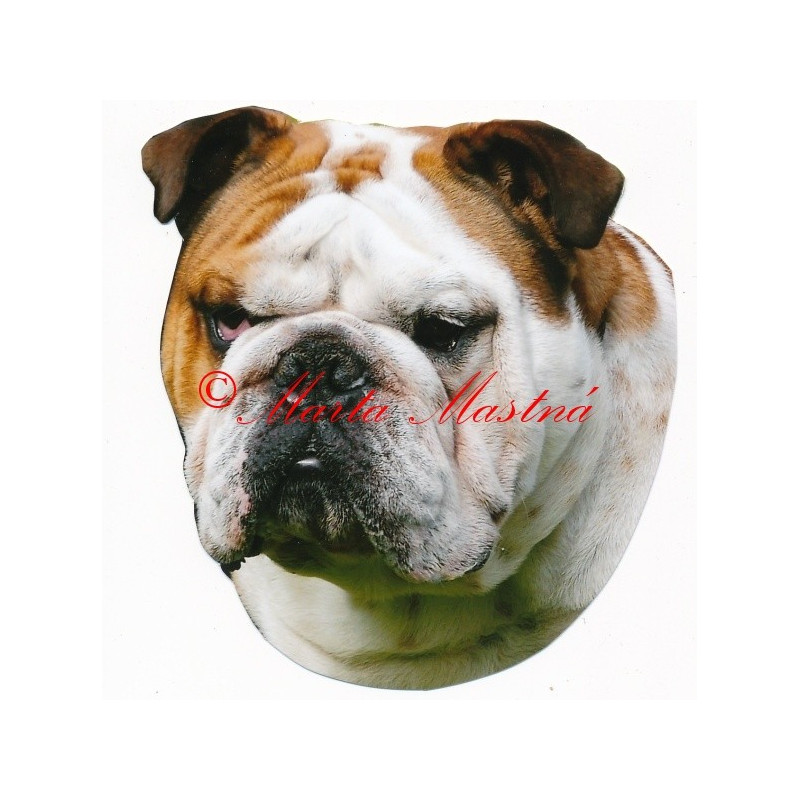 Samolepka buldok anglický