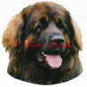 Samolepka leonberger
