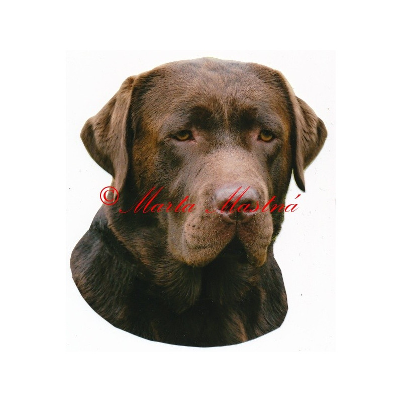 Samolepka labradorský retrívr