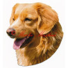 Samolepka nova scotia duck tolling retriever, kanadský retrívr, toller