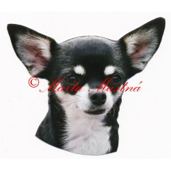 Samolepka čivava krátkosrstá