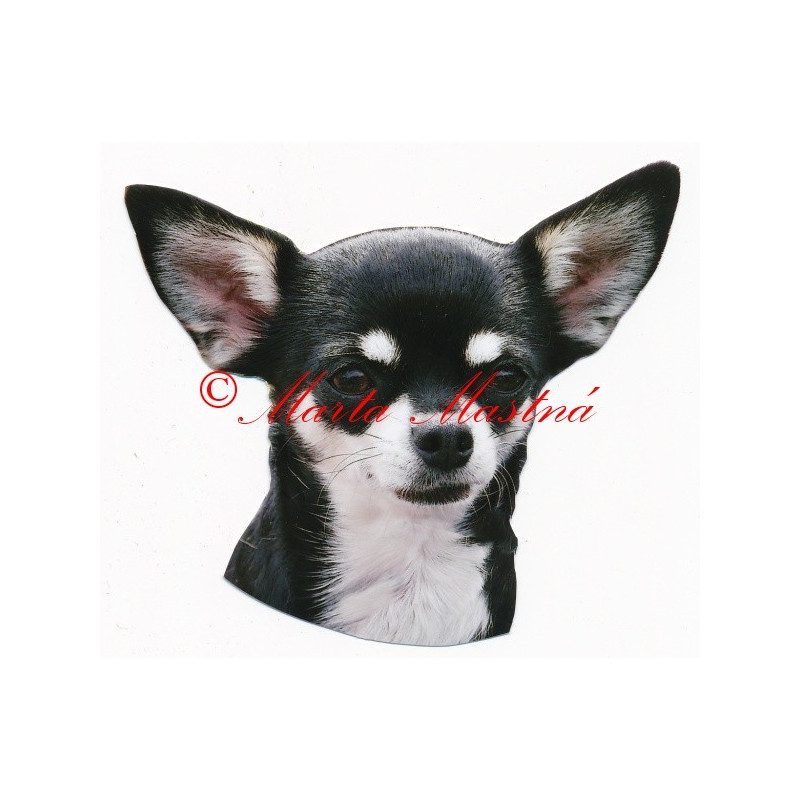 Samolepka čivava krátkosrstá