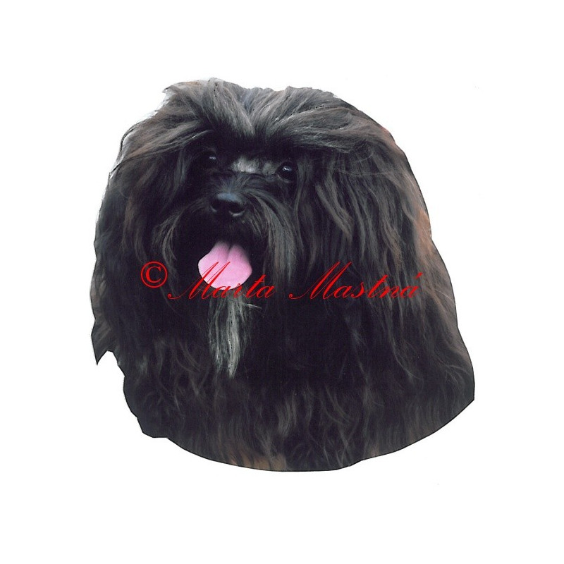 Samolepka ruská bolonka, barevný boloňský psík