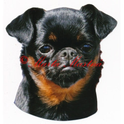 Samolepka brabantík, brabantský grifonek