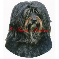 Samolepka havanský psík