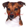 Samolepka Parson Jack Russel teriér archiv