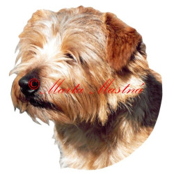 Samolepka norfolk teriér archiv