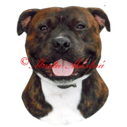 Samolepka stafordšírský bulteriér archiv