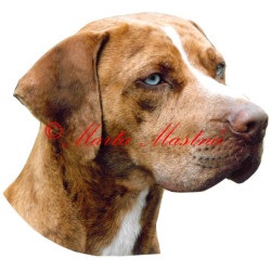 Samolepka catahoula louisiana leopadr dog archiv