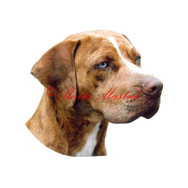 Samolepka catahoula louisiana leopadr dog archiv