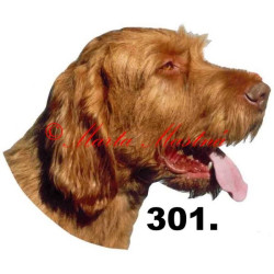 Samolepka maďarský ohař, vyžla, drsnosrstý archiv